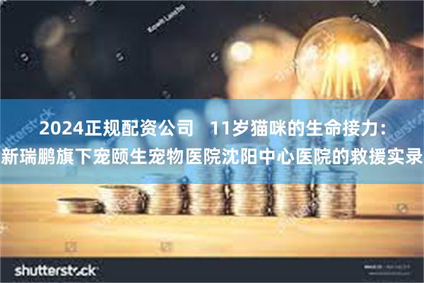 2024正规配资公司   11岁猫咪的生命接力：新瑞鹏旗下宠颐生宠物医院沈阳中心医院的救援实录